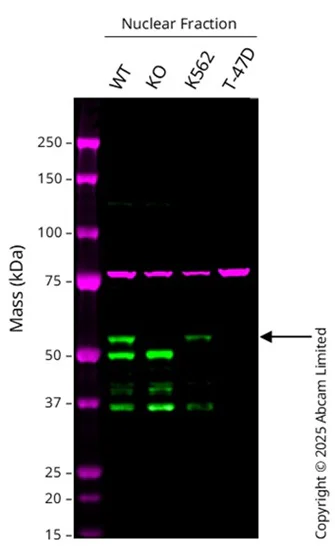 Western blot - Anti-ETS2 antibody [EPR22419] (AB219948)