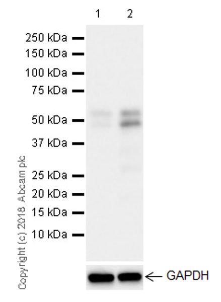 Western blot - Anti-ETS2 antibody [EPR22419] (ab219948), expandable thumbnail