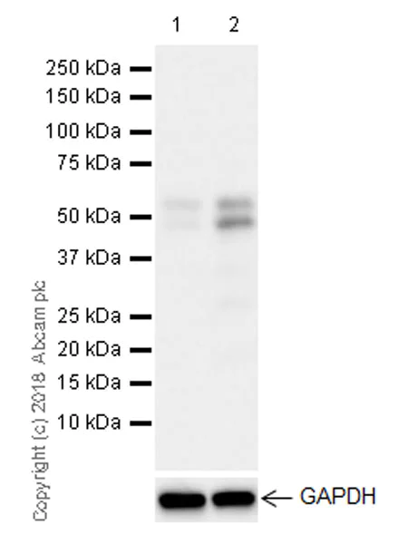 Western blot - Anti-ETS2 antibody [EPR22419] (AB219948)