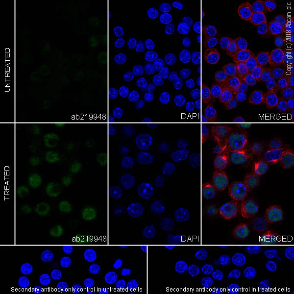 Immunocytochemistry/ Immunofluorescence - Anti-ETS2 antibody [EPR22419] - BSA and Azide free (AB243290)