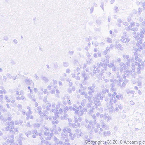 Immunohistochemistry (Formalin/PFA-fixed paraffin-embedded sections) - Anti-ETS2 antibody [EPR22419] - BSA and Azide free (AB243290)