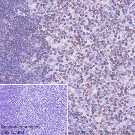Immunohistochemistry (Formalin/PFA-fixed paraffin-embedded sections) - Anti-ETS2 antibody [EPR22419] - BSA and Azide free (AB243290)