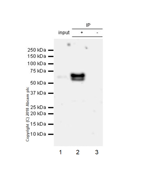 Immunoprecipitation - Anti-ETS2 antibody [EPR22419] - BSA and Azide free (AB243290), expandable thumbnail