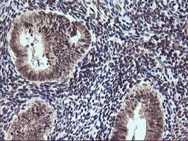 Immunohistochemistry (Formalin/PFA-fixed paraffin-embedded sections) - Anti-ETS2 antibody [OTI1H4] (AB140371), expandable thumbnail