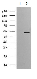 Western blot - Anti-ETS2 antibody [OTI1H4] (AB140371), expandable thumbnail