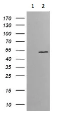 Western blot - Anti-ETS2 antibody [OTI1H4] (AB140371)