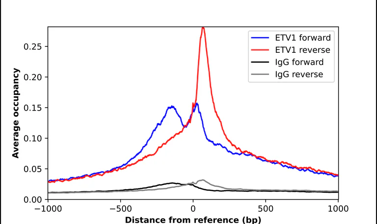 ChIP - Anti-ETV1 Antibody (AB327284)