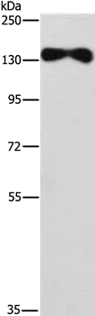 Western blot - Anti-EVC2 antibody (AB198930)