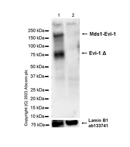 Western blot - Anti-EVI1 antibody [EPR26816-18] (AB315973), expandable thumbnail
