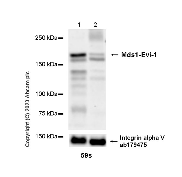 Western blot - Anti-EVI1 antibody [EPR26816-18] (AB315973), expandable thumbnail