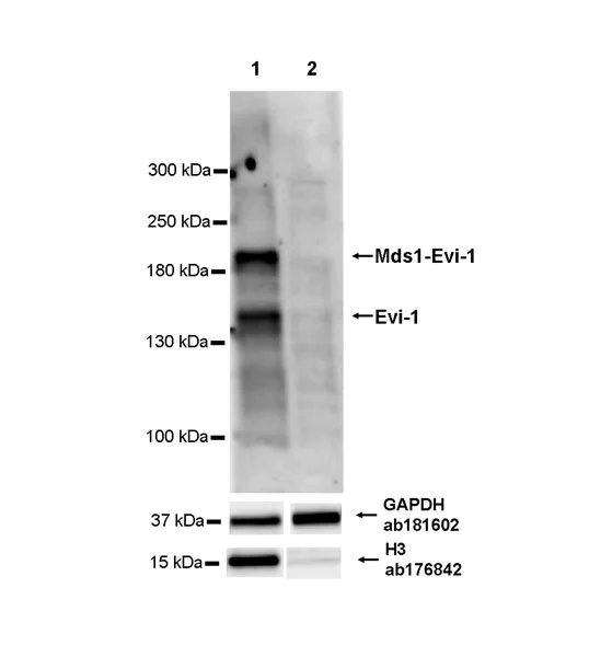 Western blot - Anti-EVI1 antibody [EPR26816-18] - BSA and Azide free (AB315974)