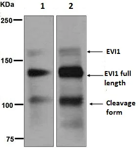 Western blot - Anti-EVI1 antibody [EPR5996] - BSA and Azide free (AB248063)