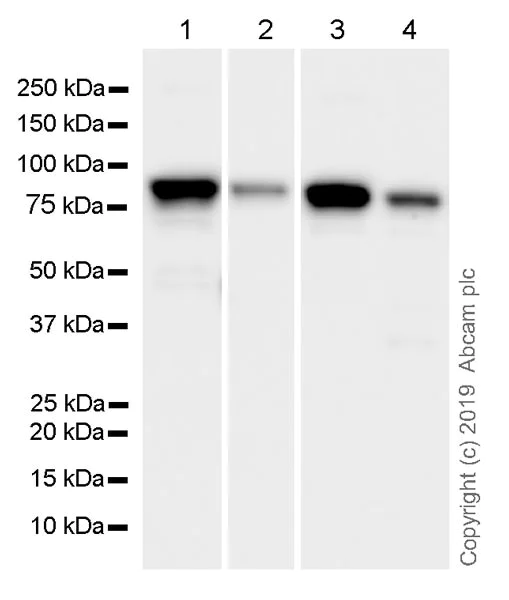 Western blot - Anti-EWSR1/EWS antibody [21B1] (AB252829)