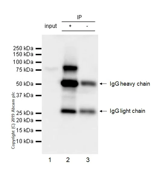 Immunoprecipitation - Anti-EWSR1/EWS antibody [21B1] - BSA and Azide free (AB255785)