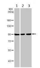 Western blot - Anti-EWSR1/EWS antibody (AB153719)