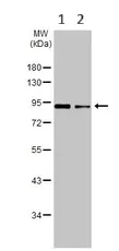 Western blot - Anti-EWSR1/EWS antibody (AB153719)