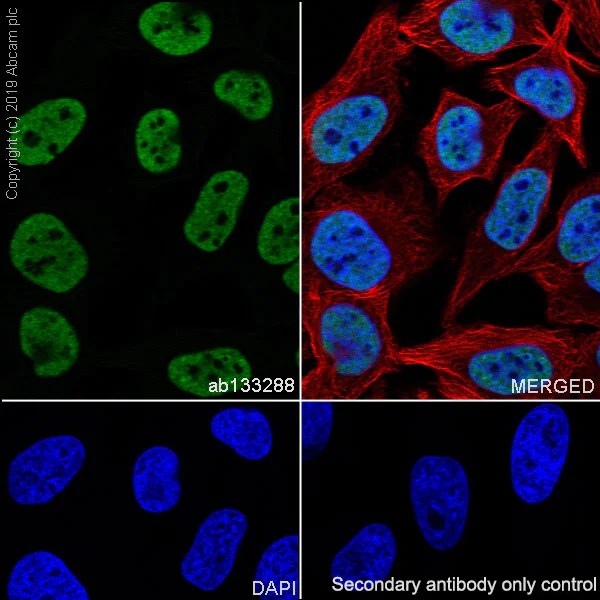 Immunocytochemistry/ Immunofluorescence - Anti-EWSR1/EWS antibody [EPR4647] (AB133288)