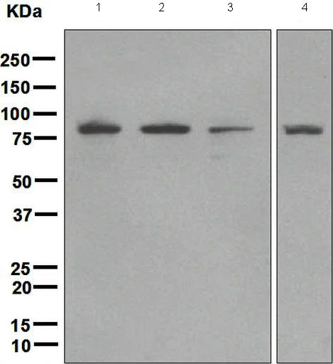 Western blot - Anti-EWSR1/EWS antibody [EPR4647] (AB133288)