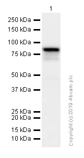 Western blot - Anti-EWSR1/EWS antibody [EPR4647] (AB133288)