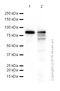 Western blot - Anti-EWSR1/EWS antibody [EPR4647] (AB133288)