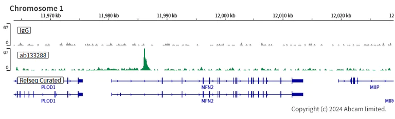 ChIC/CUT&RUN sequencing - Anti-EWSR1/EWS antibody [EPR4647] - BSA and Azide free (AB240055)
