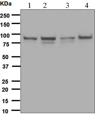 Western blot - Anti-EWSR1/EWS antibody [EPR4648] (AB133318)