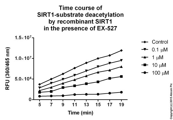 Functional Studies - EX-527, SIRT1 Inhibitor (AB141506), expandable thumbnail