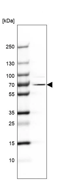Western blot - Anti-EXD2 antibody (AB121236)