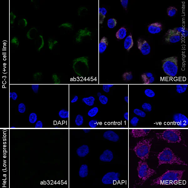 Immunocytochemistry/ Immunofluorescence - Anti-EXD2 antibody [EPR29657-712] - BSA and Azide free (AB324460)
