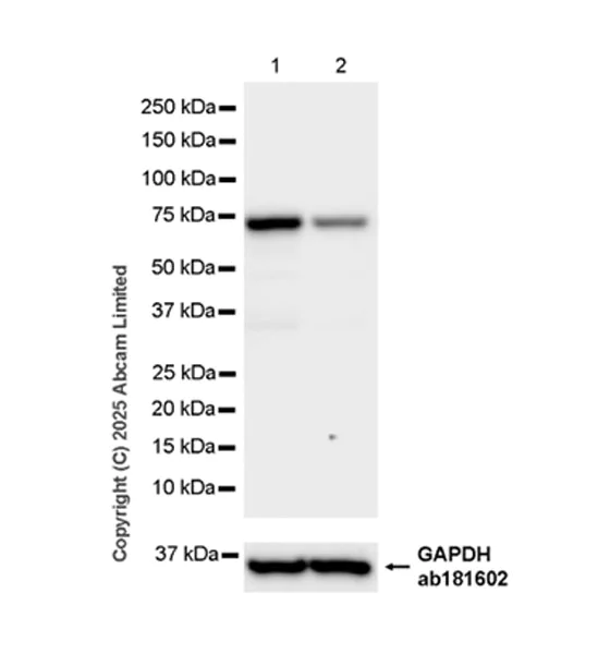 Western blot - Anti-EXD2 antibody [EPR29657-712] - BSA and Azide free (AB324460)