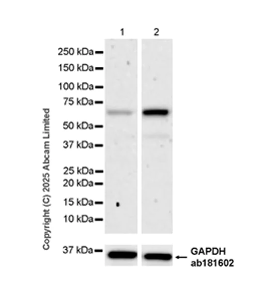 Western blot - Anti-EXD2 antibody [EPR29657-712] - BSA and Azide free (AB324460)