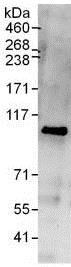 Immunoprecipitation - Anti-EXOC1 antibody (AB118798)