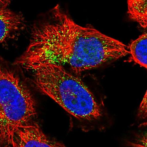 Immunocytochemistry/ Immunofluorescence - Anti-EXOC2 antibody (AB244446), expandable thumbnail