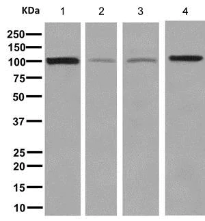 Western blot - Anti-EXOC2 antibody [EPR9420] - BSA and Azide free (AB248907)