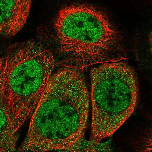 Immunocytochemistry/ Immunofluorescence - Anti-EXOC3L4 antibody (AB126345)