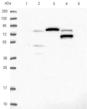 Western blot - Anti-EXOC3L4 antibody (AB126345)