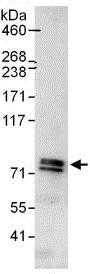 Immunoprecipitation - Anti-EXOC7 antibody (AB118792)