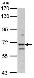 Western blot - Anti-EXOC7 antibody (AB95981)