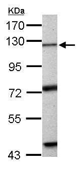 Western blot - Anti-Exonuclease 1 antibody (AB155553)