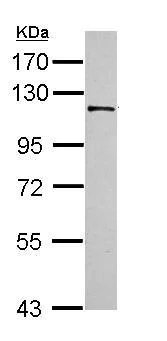 Western blot - Anti-Exonuclease 1 antibody (AB155553)