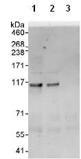 Immunoprecipitation - Anti-Exonuclease 1 antibody (AB95012)