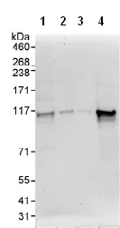 Western blot - Anti-Exonuclease 1 antibody (AB95012)