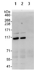 Immunoprecipitation - Anti-Exonuclease 1 antibody (AB95068)