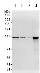 Western blot - Anti-Exonuclease 1 antibody (AB95068)