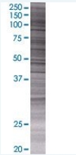 Exonuclease 1 overexpression 293T lysate (whole cell)