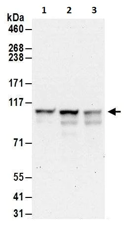 Western blot - Anti-EXOSC10/RRP6 antibody (AB264343)
