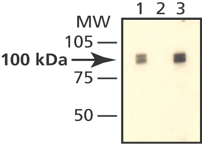 Western blot - Anti-EXOSC10/RRP6 antibody (AB50558)