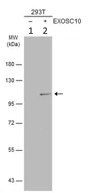 Western blot - Anti-EXOSC10/RRP6 antibody (AB94981)