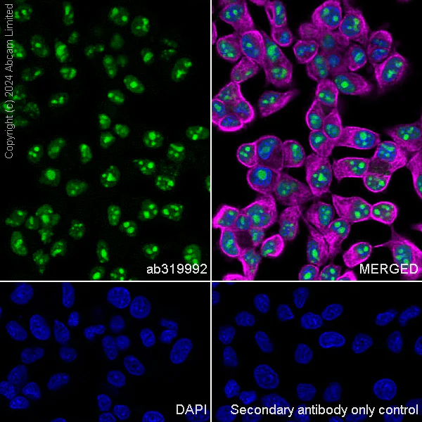 Immunocytochemistry/ Immunofluorescence - Anti-EXOSC10/RRP6 antibody [EPR28902-62] (AB319992)