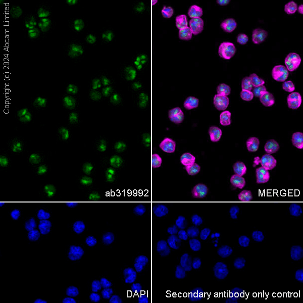 Immunocytochemistry/ Immunofluorescence - Anti-EXOSC10/RRP6 antibody [EPR28902-62] - BSA and Azide free (AB319993), expandable thumbnail
